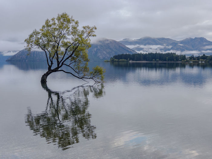 Reflection of tree in lake against mountains