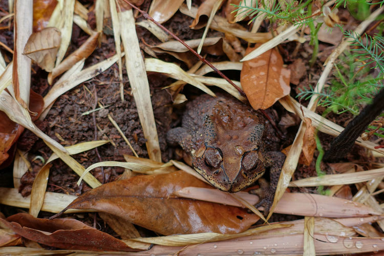 High angle view of frog on dry leaves on field