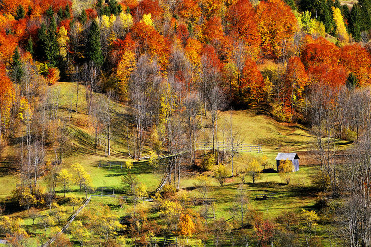 Trees on autumn landscape