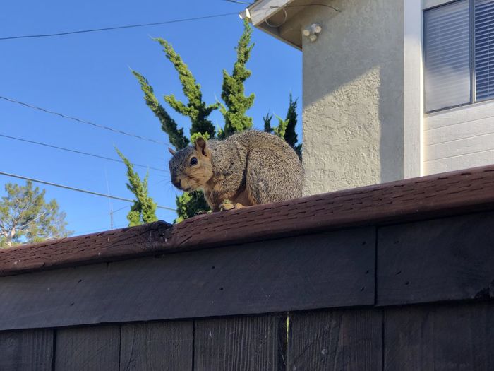 Low angle view of squirrel on wood against building