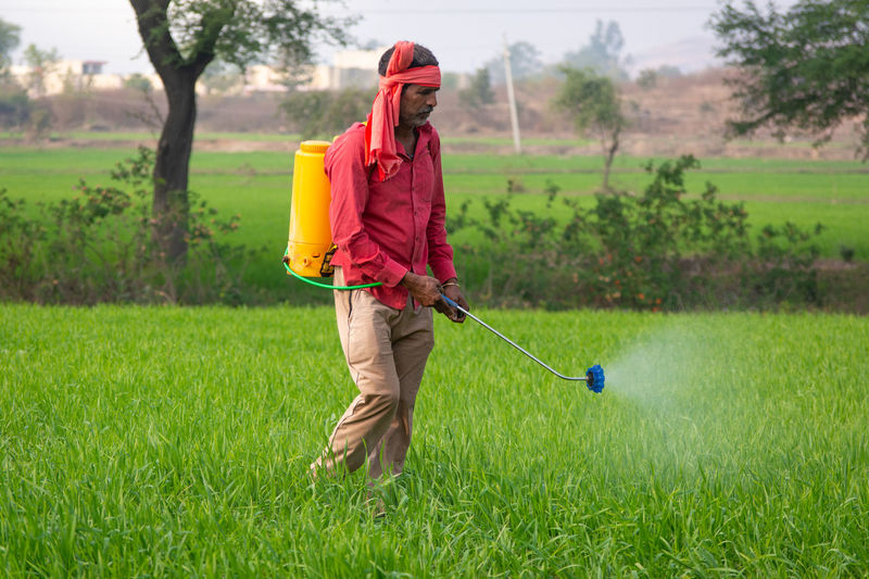 Indian farmer spraying fertilizer in his wheat field. agriculture worker.