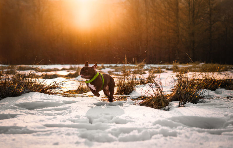 French bulldog dog running on snow covered land during sunset