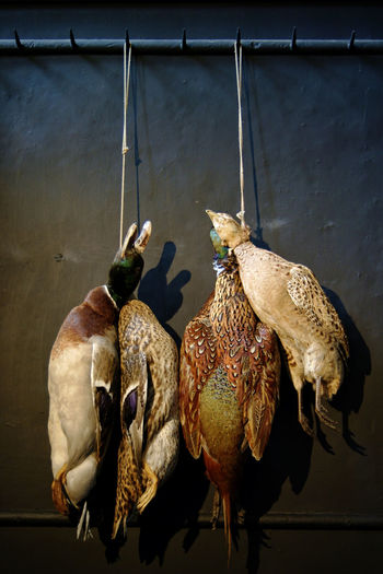 Dead ducks and pheasant hanging against wall