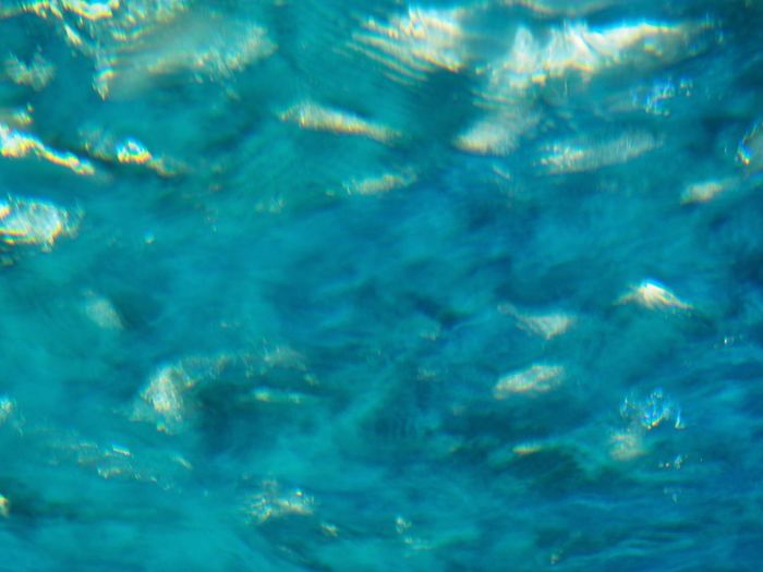 Full frame shot of jellyfish in water