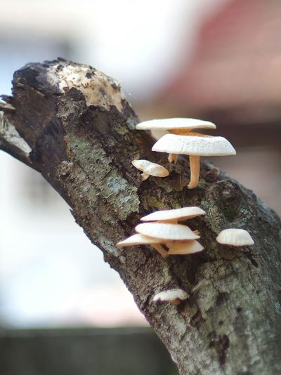 Close-up of fungus on wood