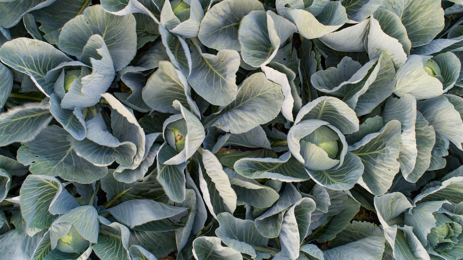 Cabbage field in the cabbage growing region schleswig holstein