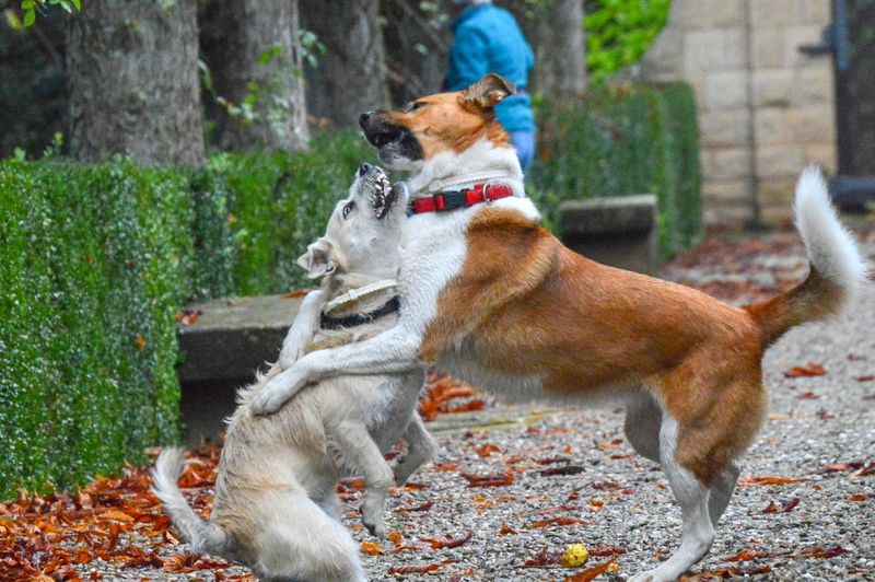 View of dogs playing on land