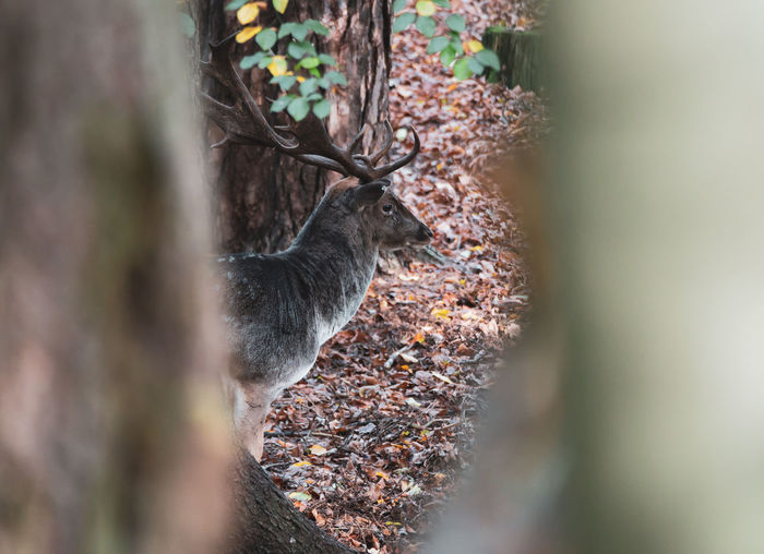 Close-up of deer on tree trunk