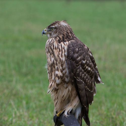 Birds of pray