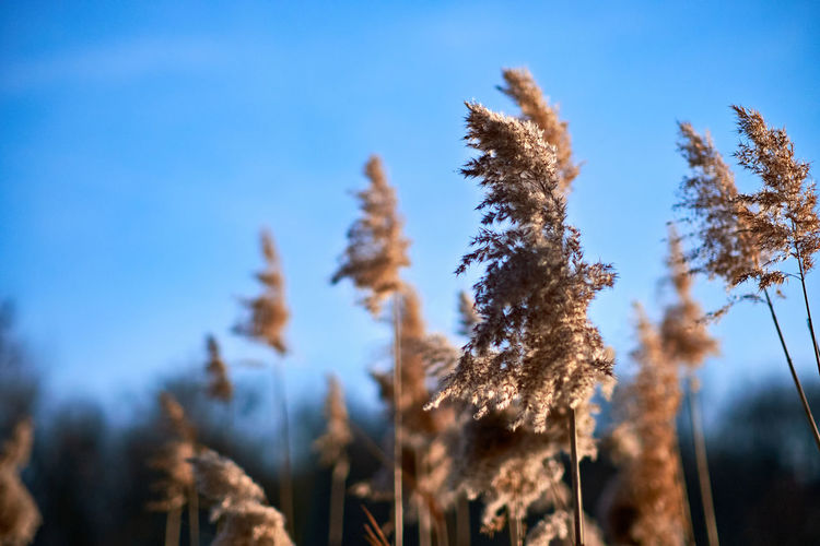 Close-up of stalks against clear sky during winter