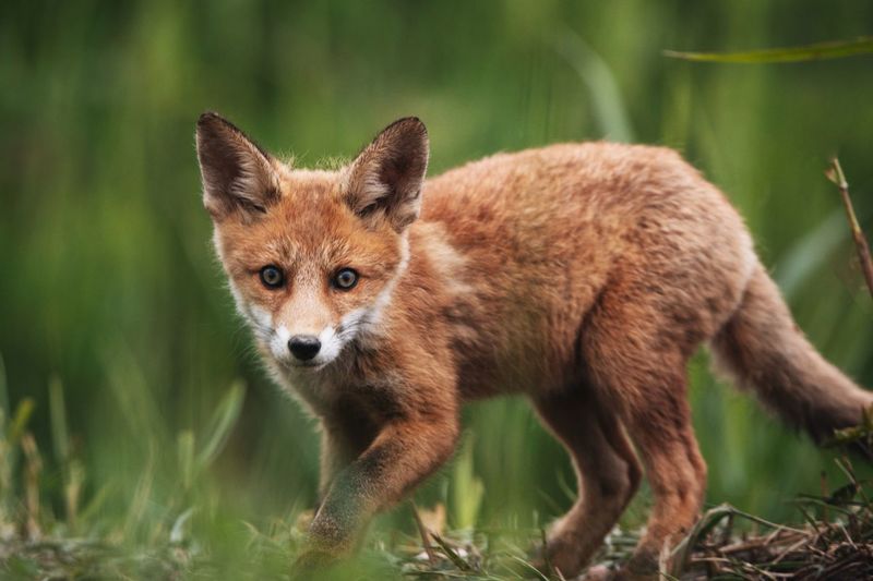 Close-up portrait of red fox cub standing on land