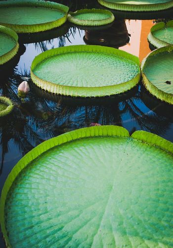 Close-up of lotus lily leaves floating in pond