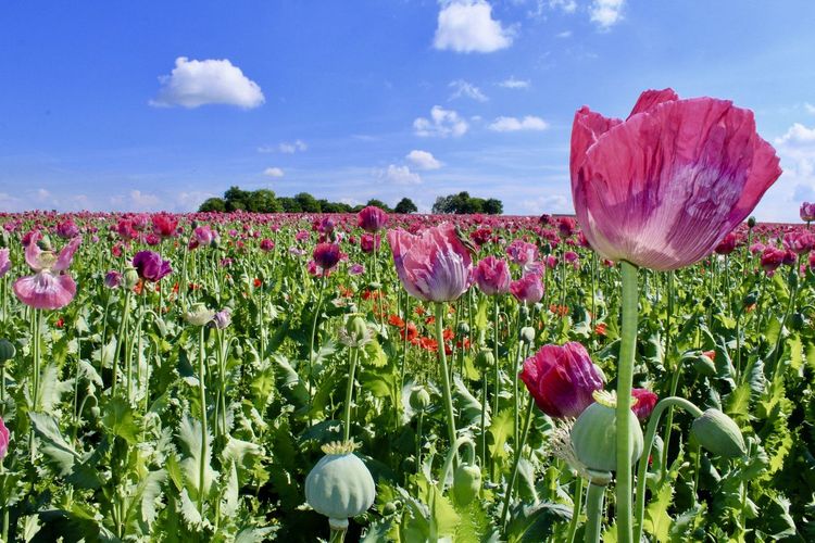 Close-up of pink tulips on field against sky