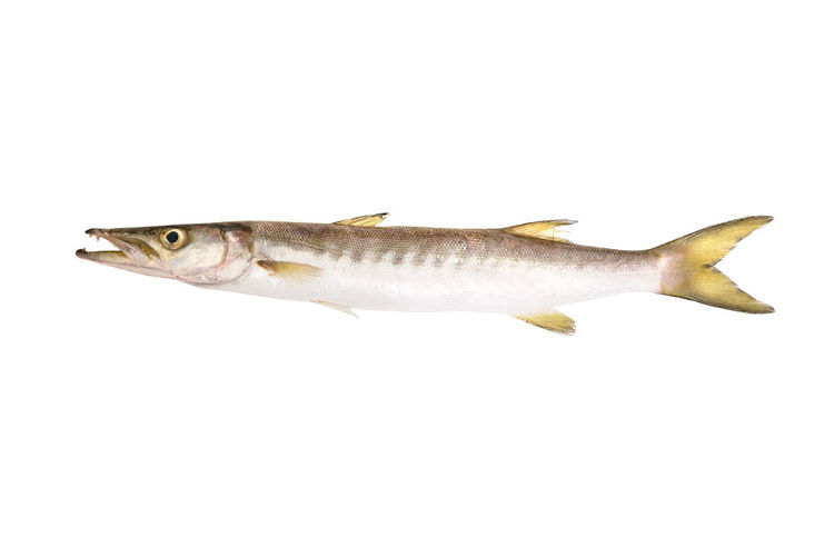 Close-up of barracuda fish against white background