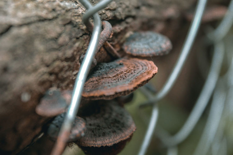 macro photography