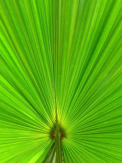 Green palm leaf wallpaper