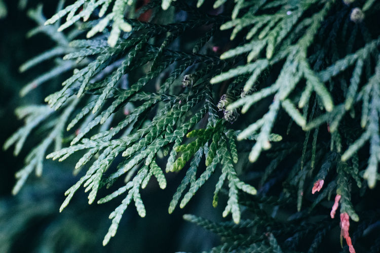 Close-up of coniferous tree growing outdoors