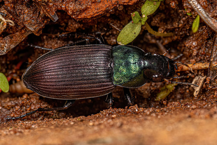 Close-up of insect