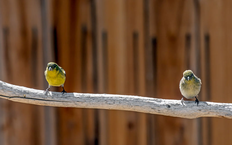 American gold finches ,spinus tristis, on a branch practicing social distancing concept.