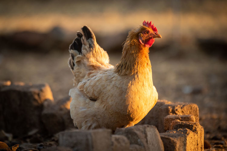 Hen stands in brick circle at sunset