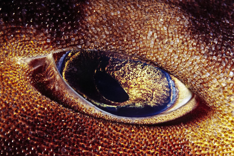 Full frame shot of animal eye