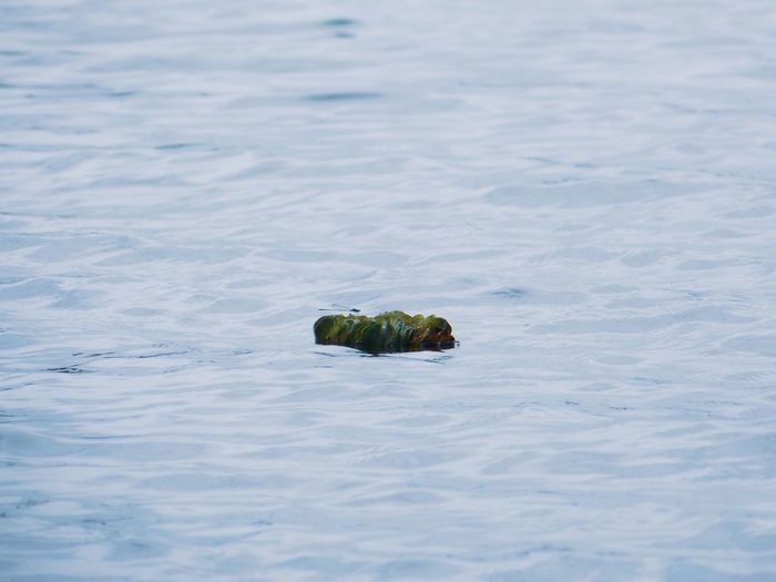 High angle view of a turtle in sea