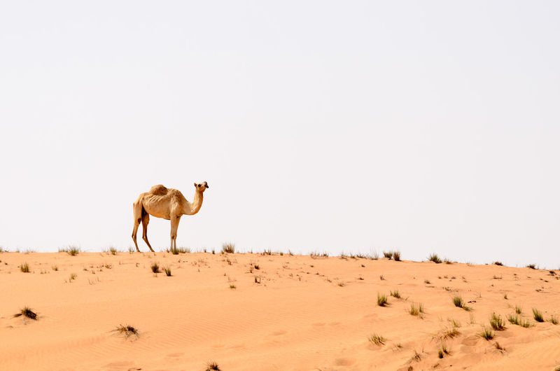 View of a desert