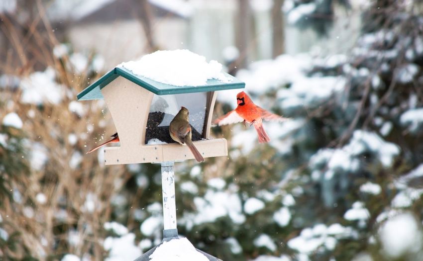 Close-up of birds frozen house during winter