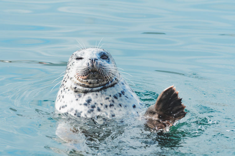 Close-up of seal swimming in sea