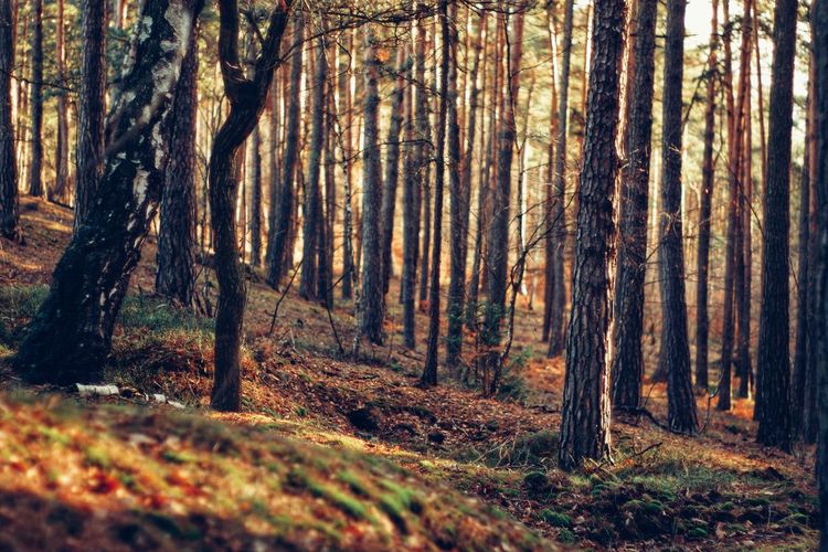 Trees in forest
