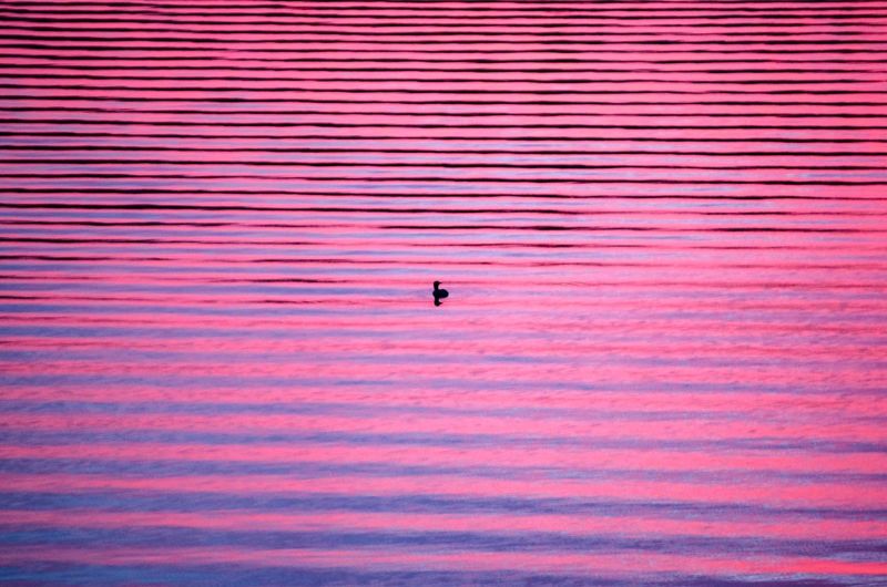 Silhouette bird in rippled lake