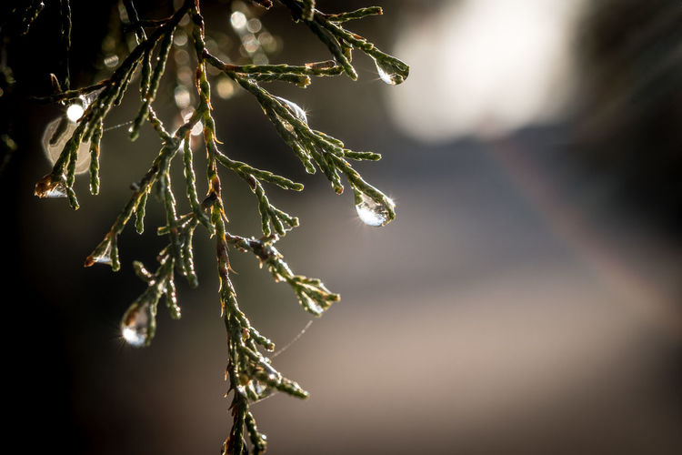 Close-up of raindrops on branch