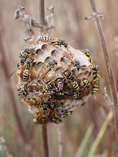 Close-up of wasps on nest