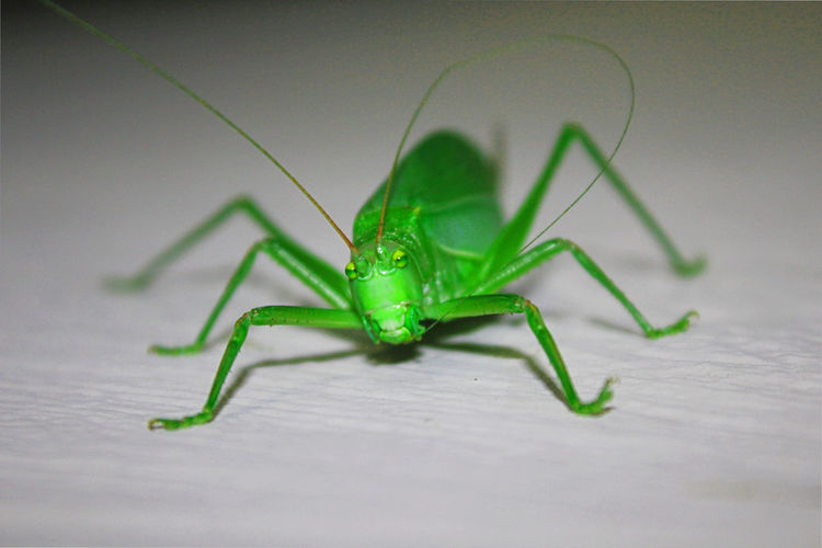 Close-up of insect 