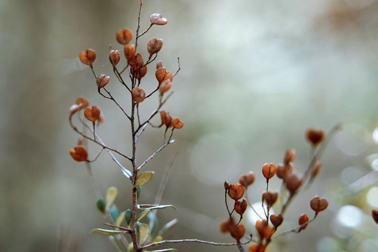 Close-up of flowering plant against blurred background