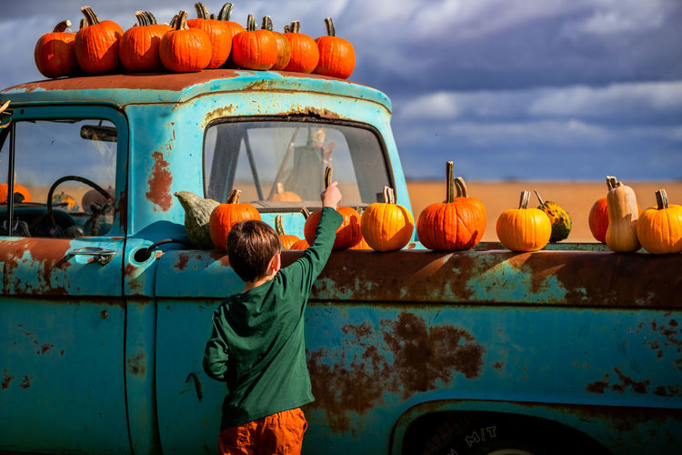 Small boy picking orange pumpkins from an antique blue truck