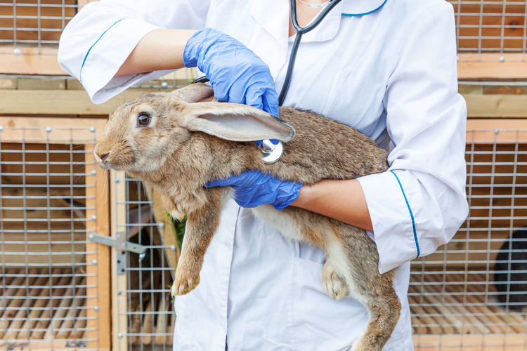 Veterinarian woman with stethoscope holding and examining rabbit on ranch