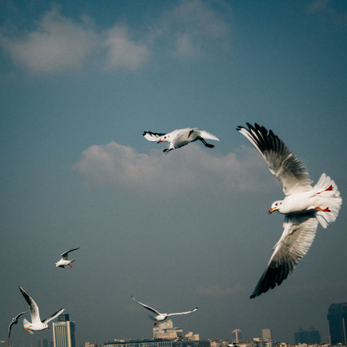 Seagull flying over white background