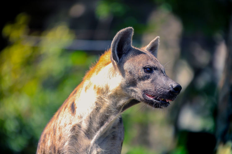 Close-up of spotted hyena looking away