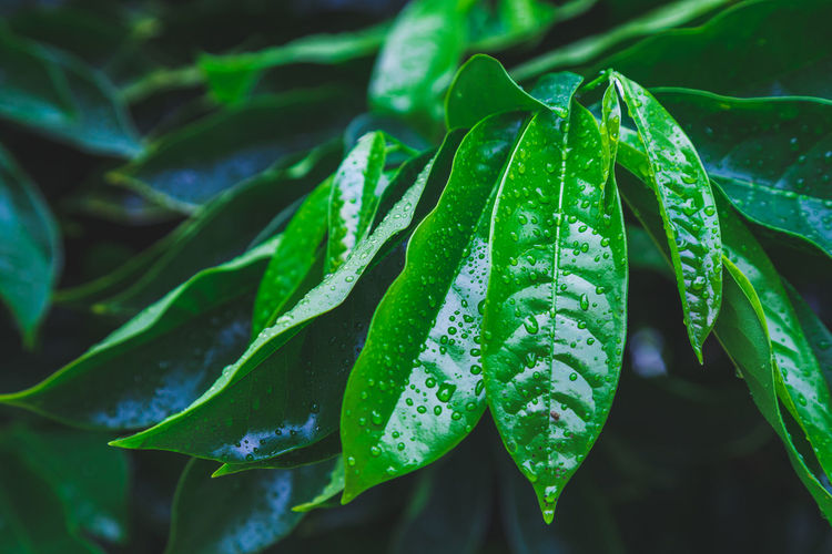 Closeup tropical nature view of ylang-ylang green leaf with rain drop after rain fall