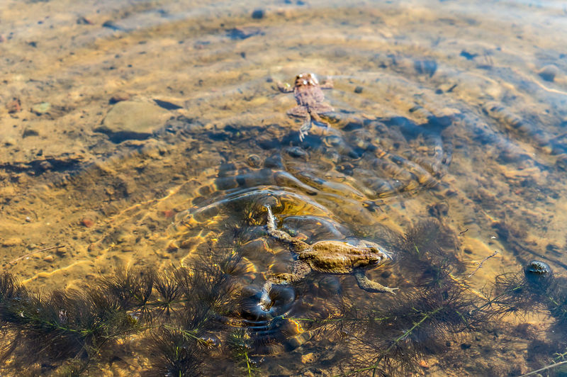 A frog in the water. a pond with amphibians. toad floats in the pond.