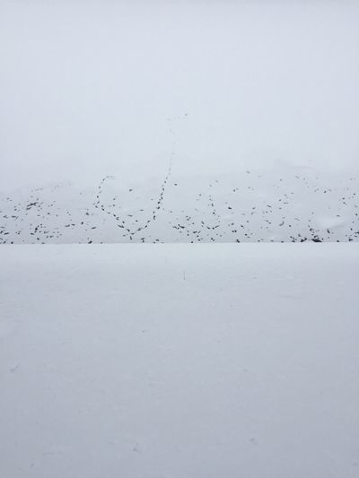 Birds flying over white background