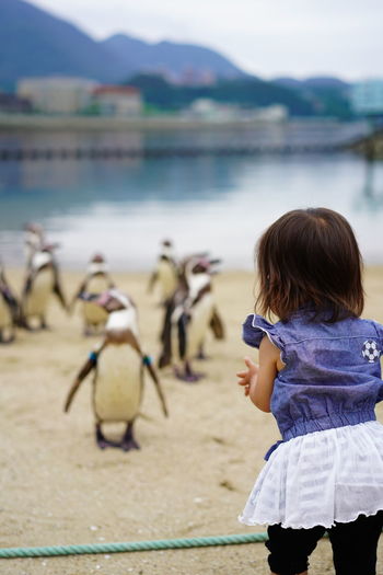 Rear view of baby girl looking at penguins while standing on beach