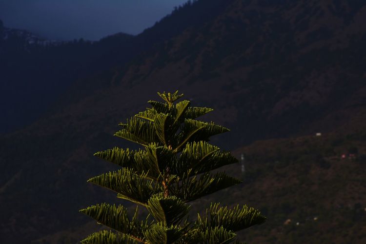 High angle view of tree against mountain