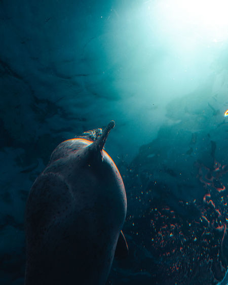 Seal rising towards light source from underwater.