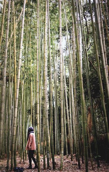 Trees in forest