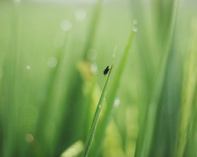 Close-up of insect on wet grass