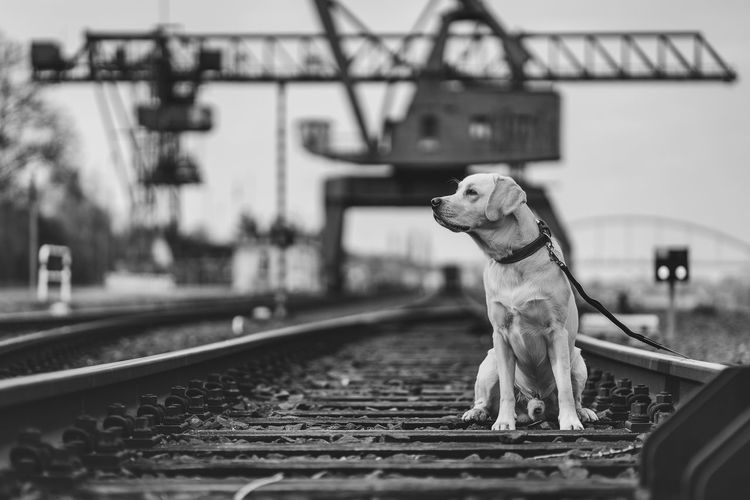 Portrait of a dog on railroad tracks. labrador retriever.