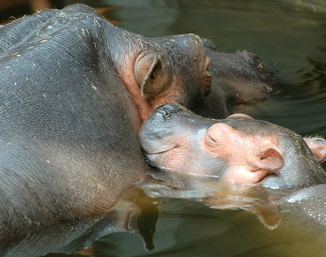 Close-up of hippopotamus in pond
