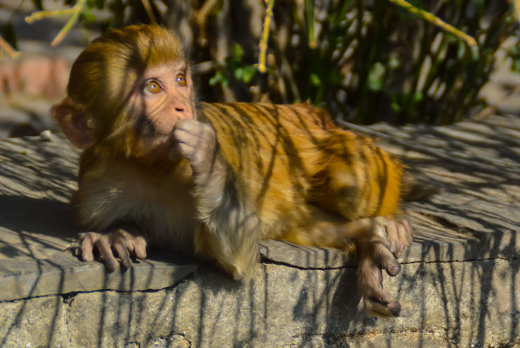 Close-up portrait of rhesus macaque monkey
